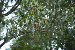 Pittosporum dasycaulon